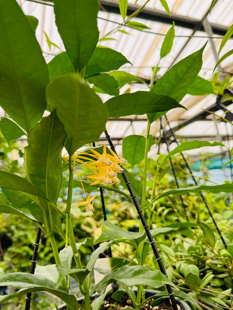 Hoya Multiflora - Shooting Star | Uprooted