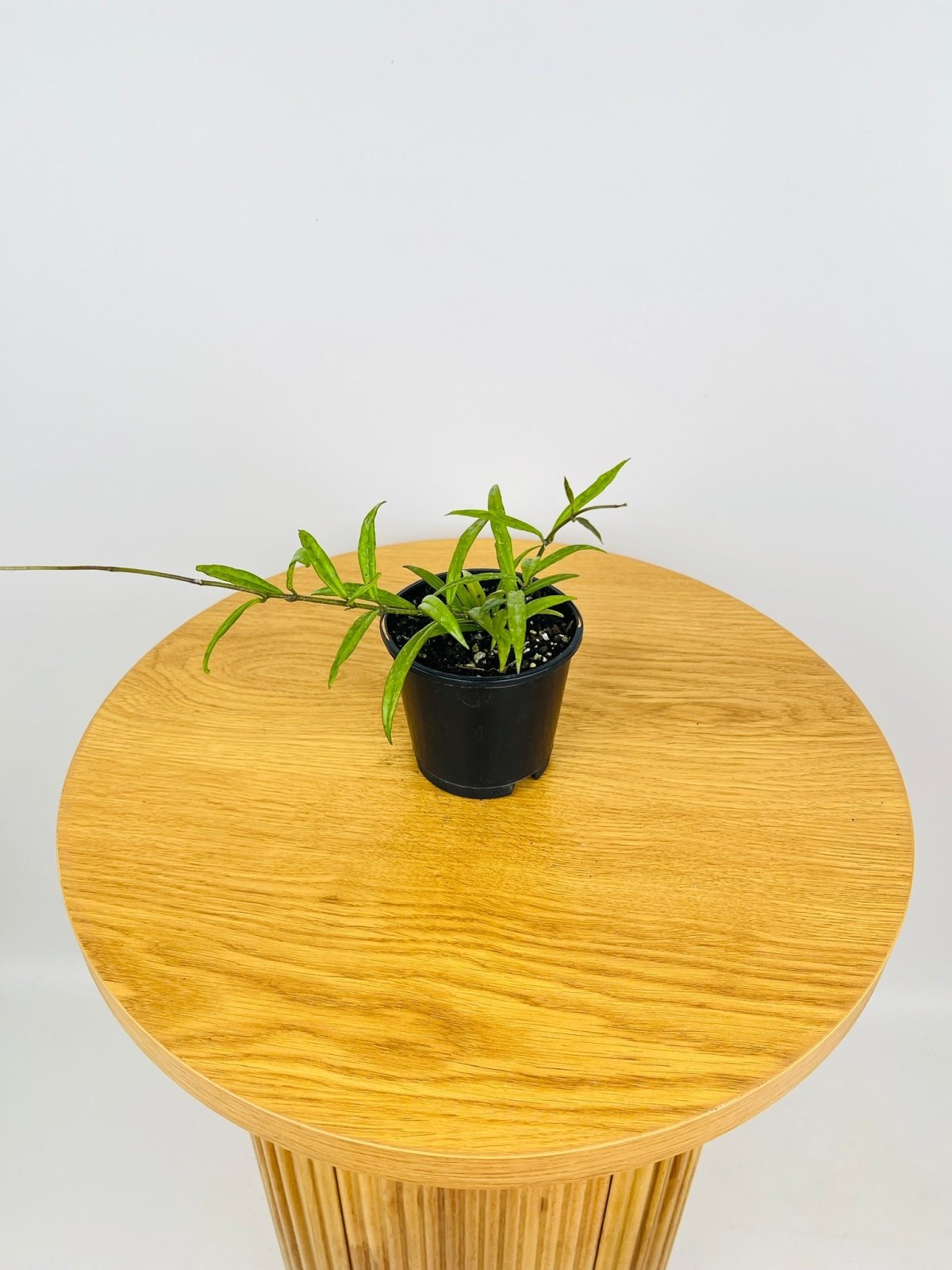 Hoya Pauciflora | Uprooted