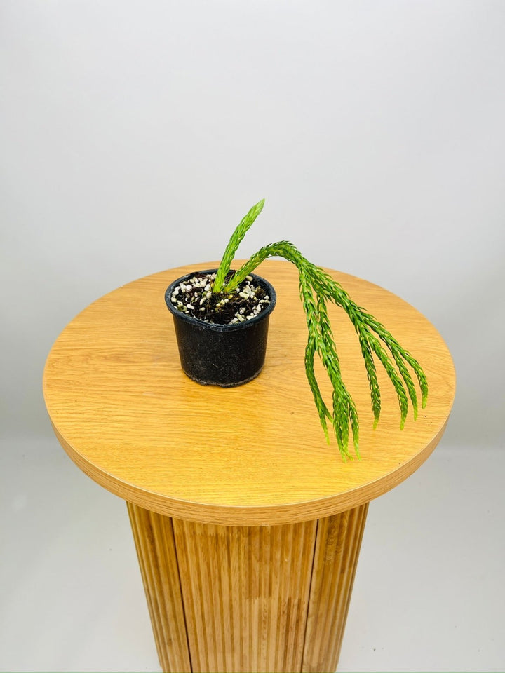 Huperzia Carinatum Phillipine Blue Rat Tail Tassel fern | Uprooted
