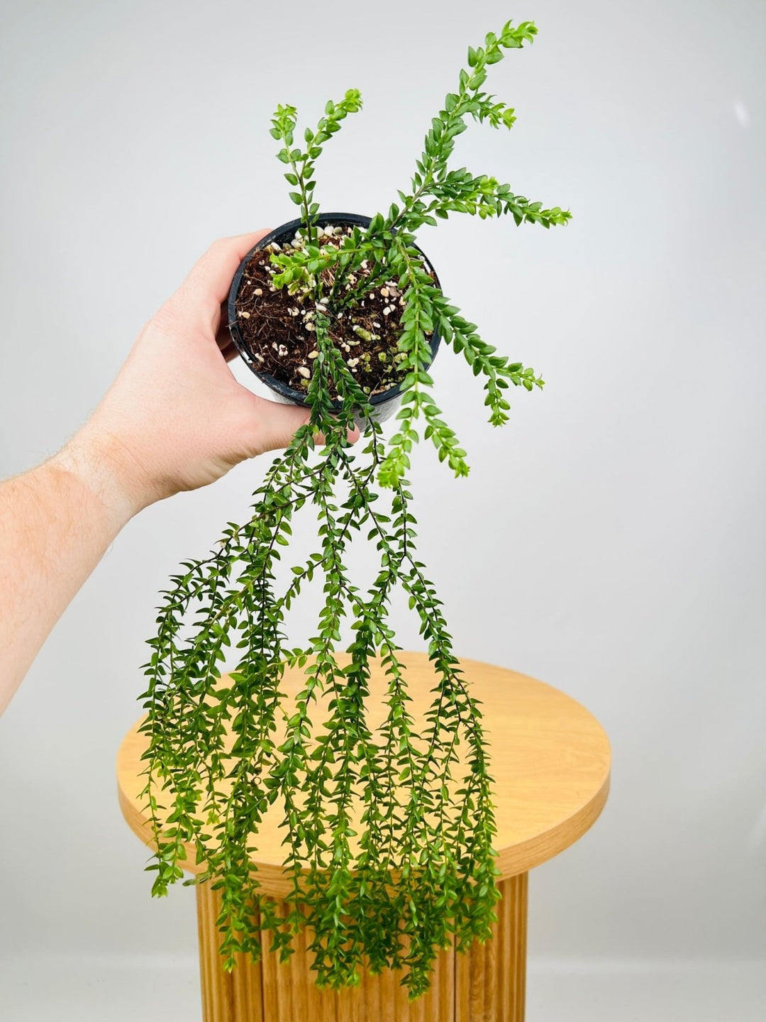 tassel fern potting mix Huperzia Phlegmaria - Philippine Black Stem Tassel Fern | Uprooted