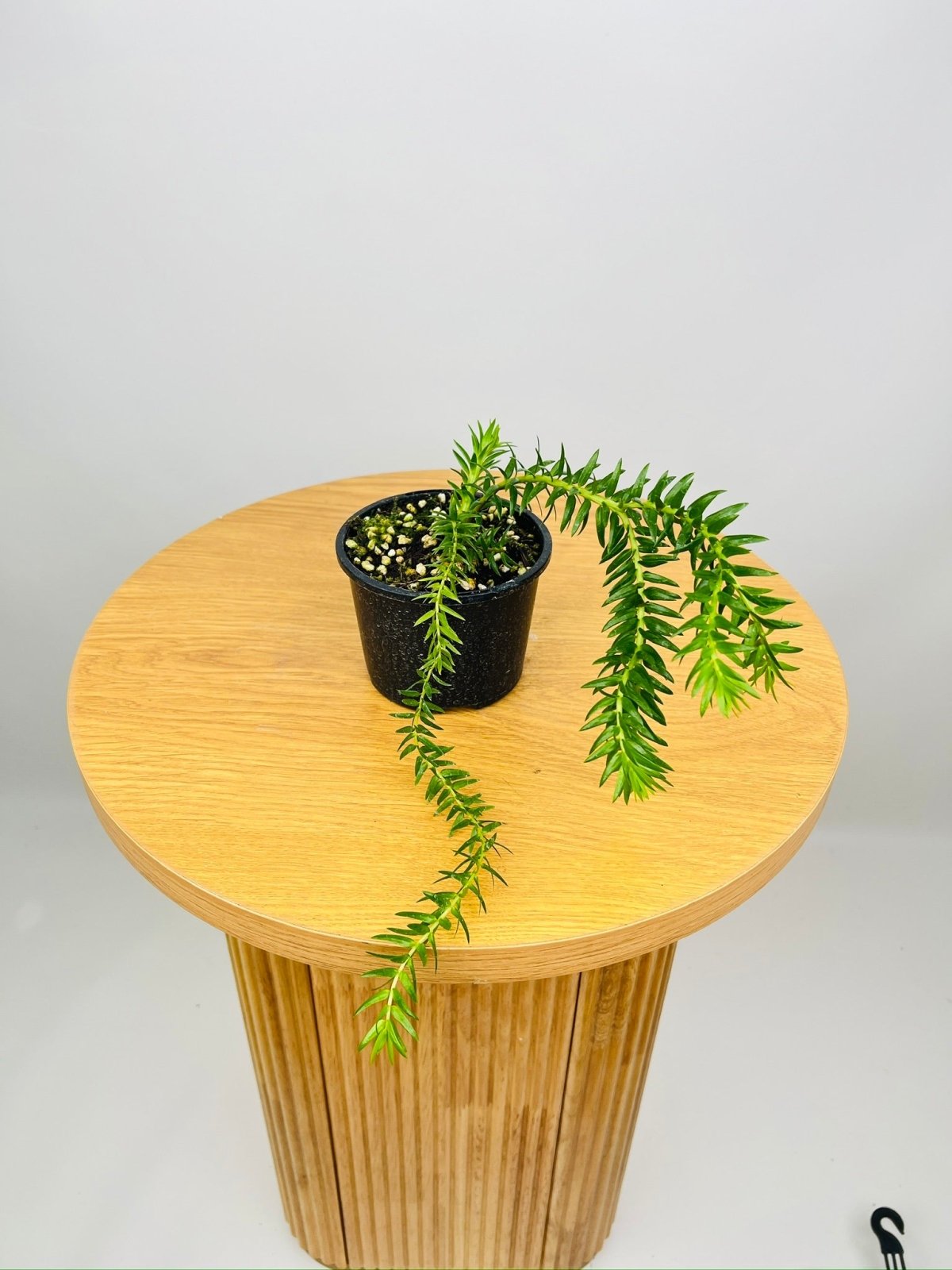 Huperzia Phlegmaria QLD Coarse Tassel Fern | Uprooted