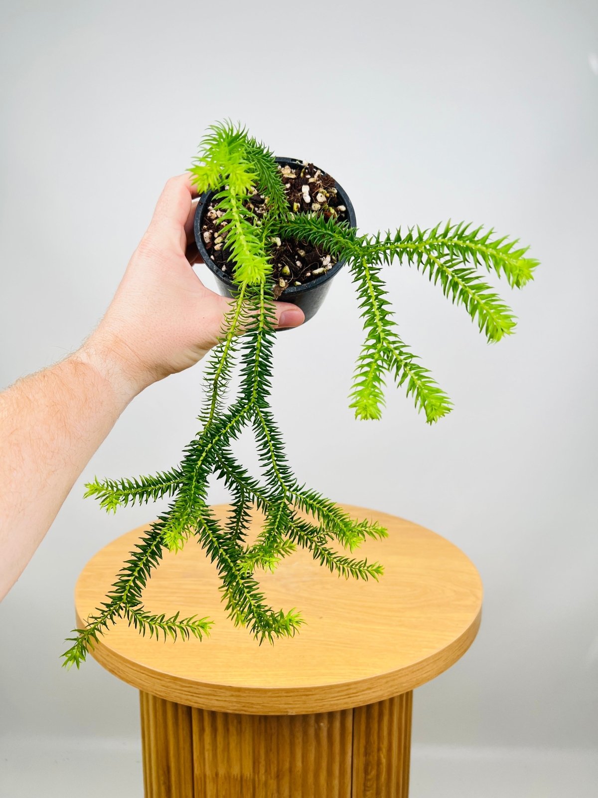 Huperzia Phlegmaria QLD Gold Tip Tassel Fern | Uprooted