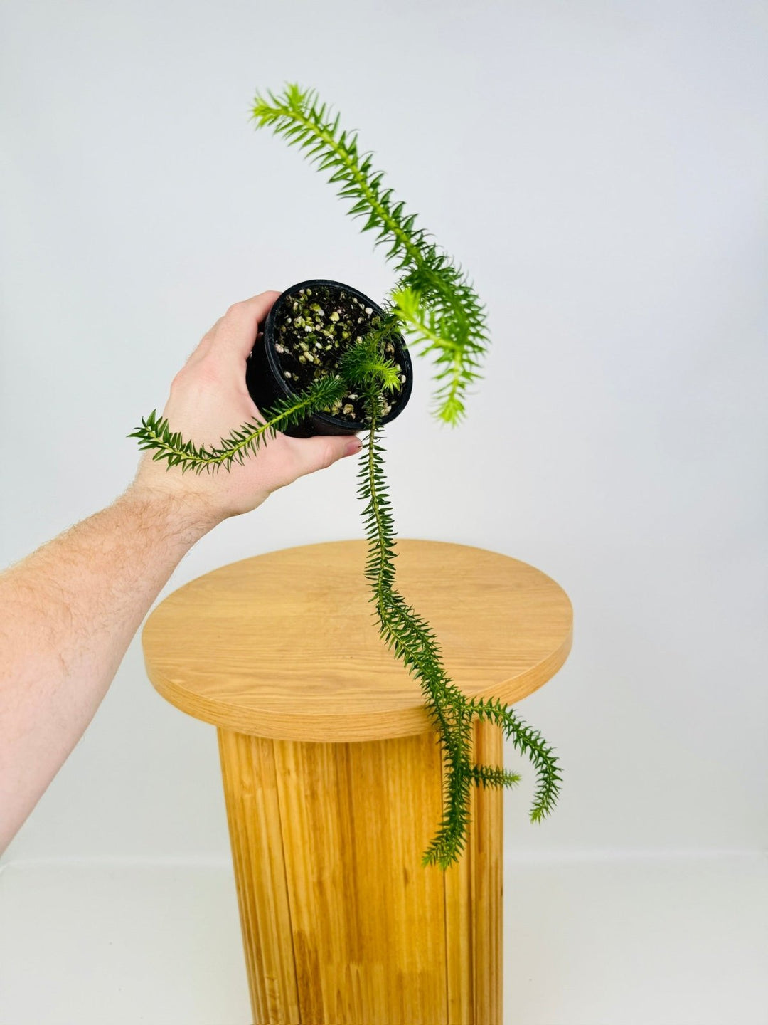 tassel fern potting mix Huperzia Phlegmaria - QLD Gold Tip Tassel Fern | Uprooted