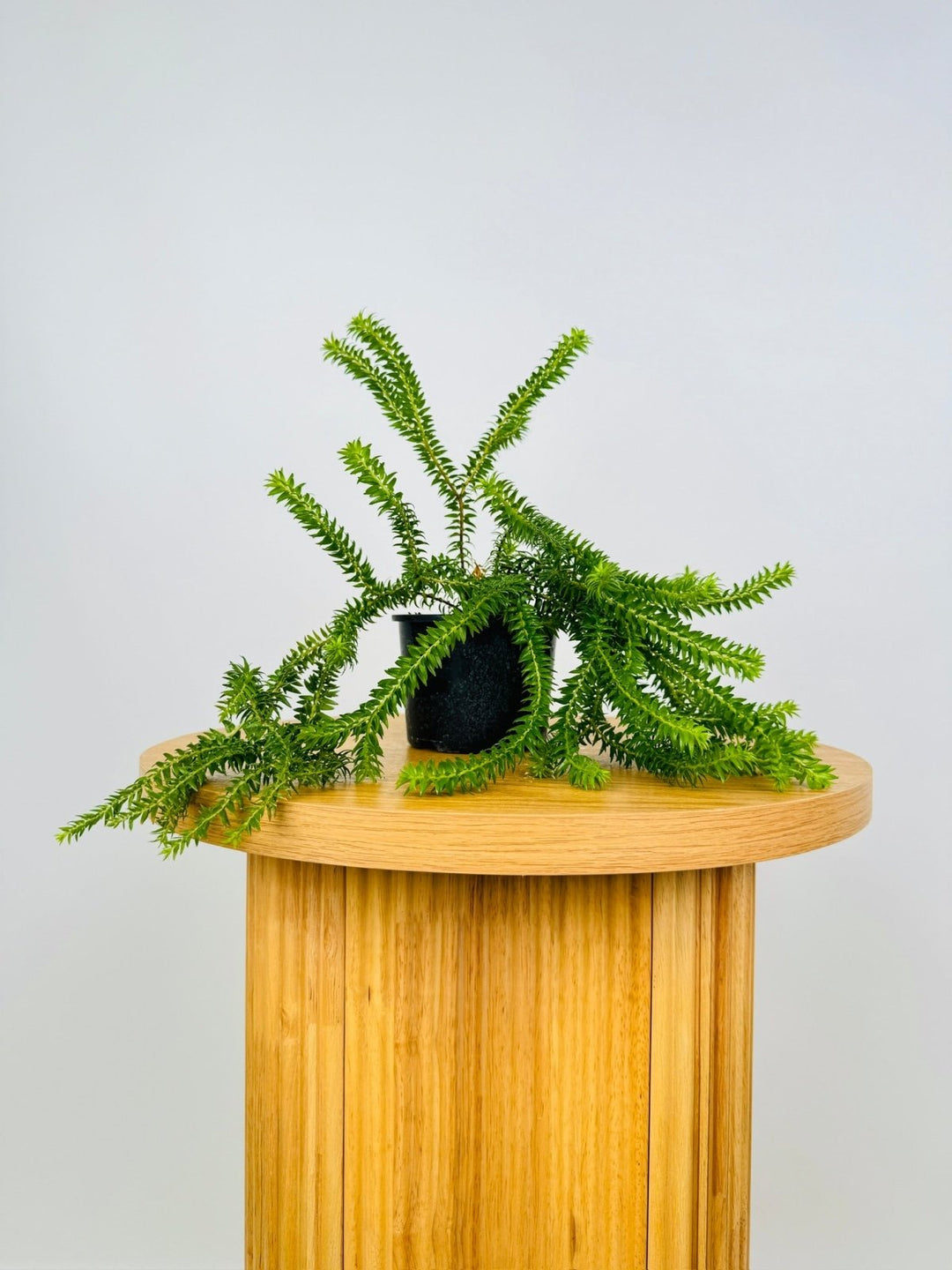 tassel fern potting mix Huperzia Phlegmaria - Short Stem QLD Black Stem Tassel Fern | Uprooted