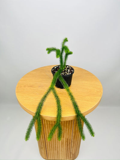 Huperzia Squarrosum Borneo Soft Water Tassel Fern | Uprooted