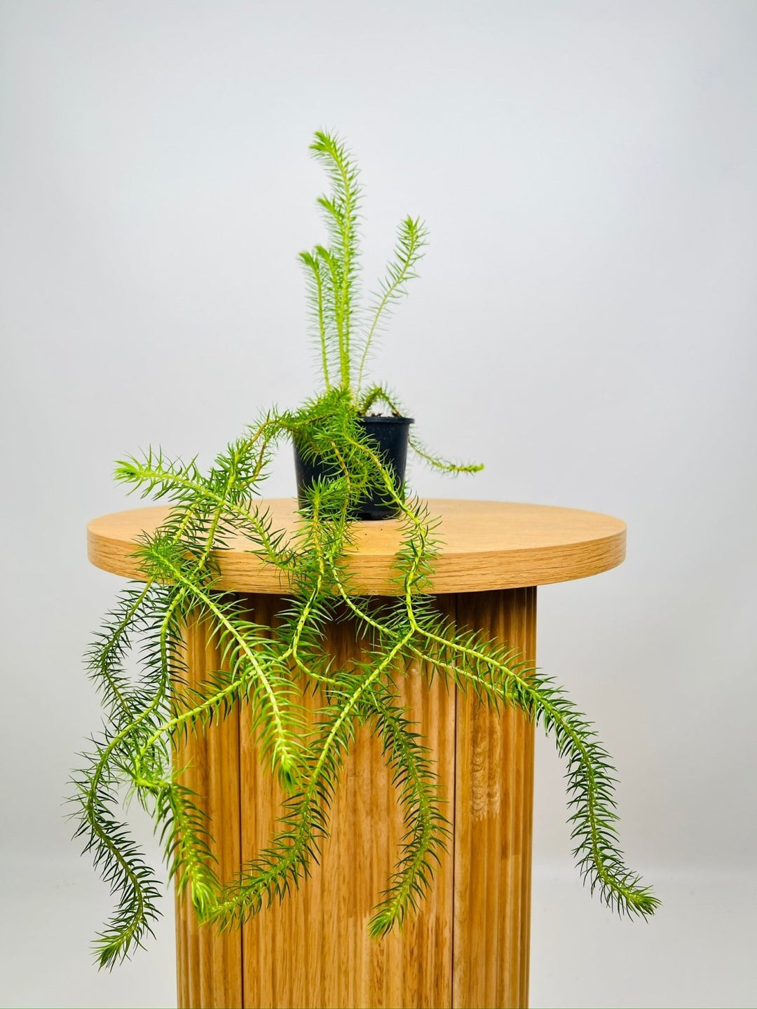 hanging plant waterer australia Huperzia Squarrosum Coarse Water Tassel Fern | Uprooted