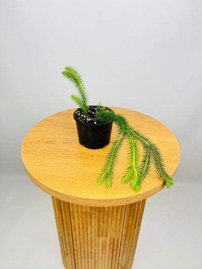 Huperzia Squarrosum QLD Rock [Water Tassel] Tassel Fern | Uprooted