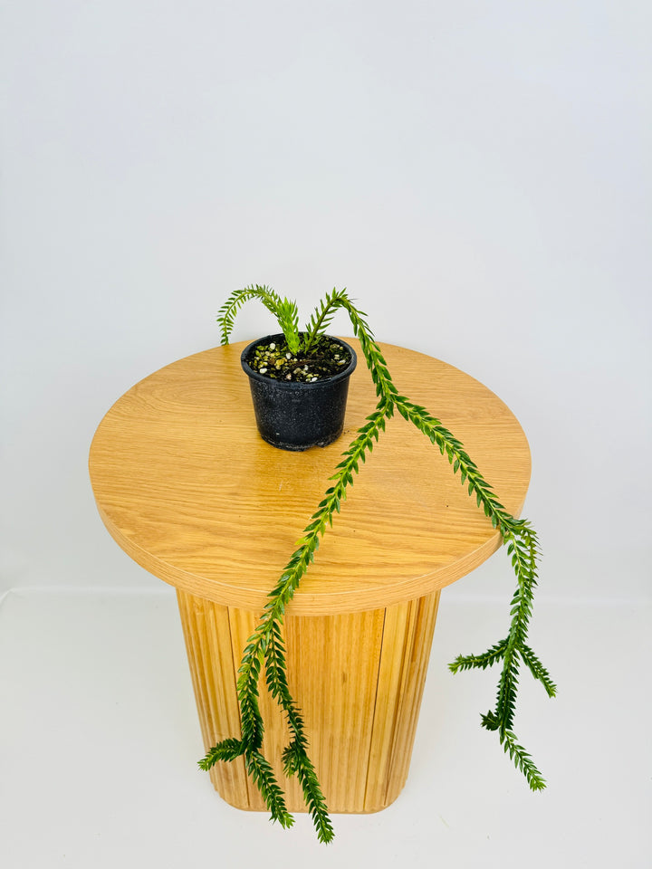 Phlegmariurus Phlegmarioides - Papua New Guinea Layered Tassel Fern