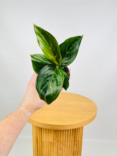 Aglaonema Ammaj Jareon