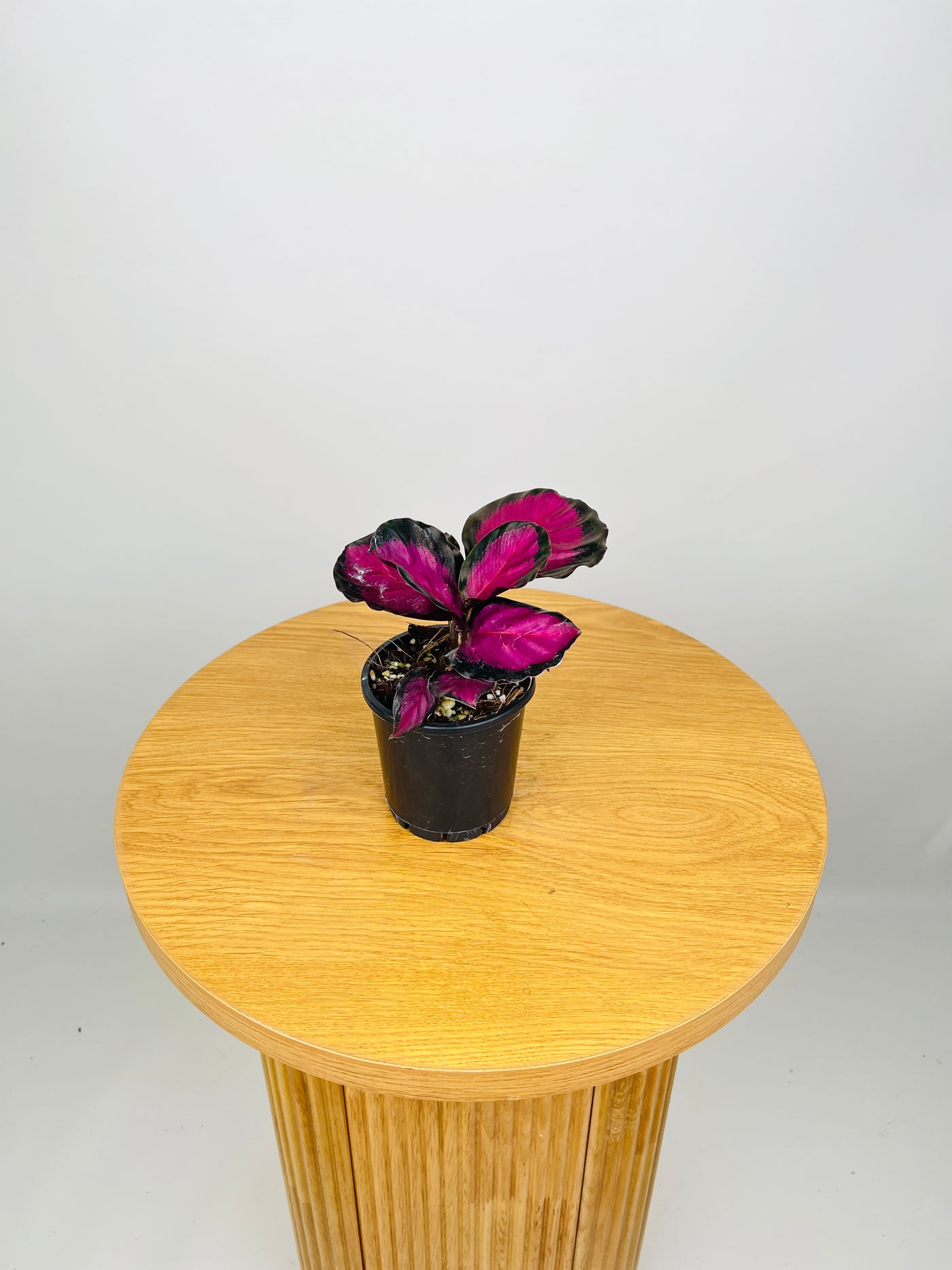 Calathea Roseopicta - Purple Rose