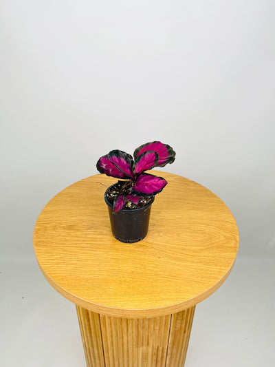 Calathea Roseopicta - Purple Rose