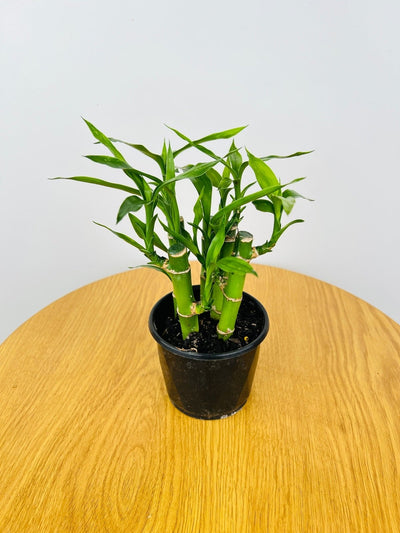 Lucky Bamboo | Uprooted