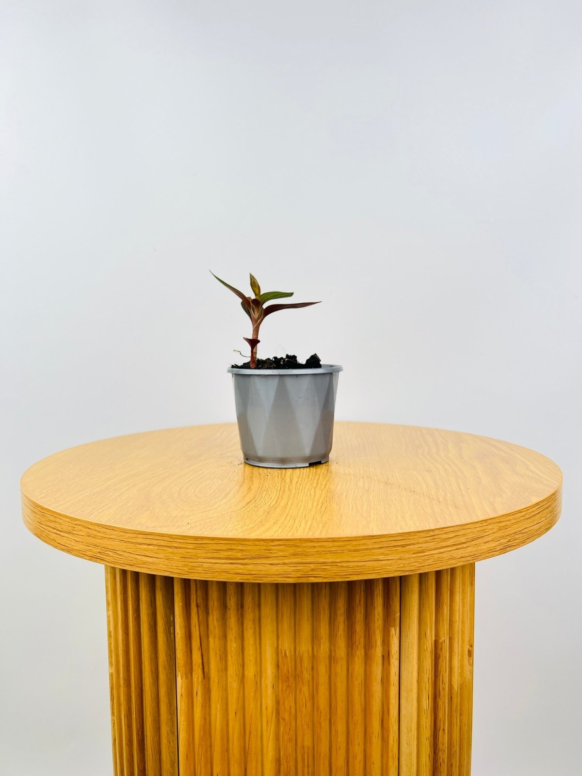 Ludisia Discolor | Uprooted