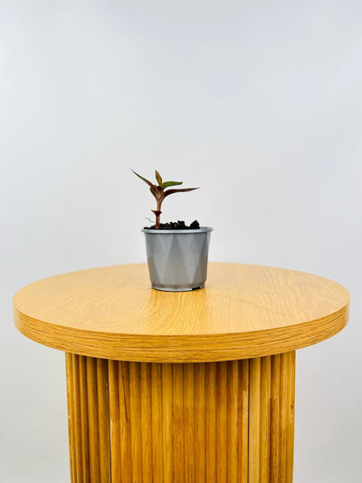 Ludisia Discolor | Uprooted