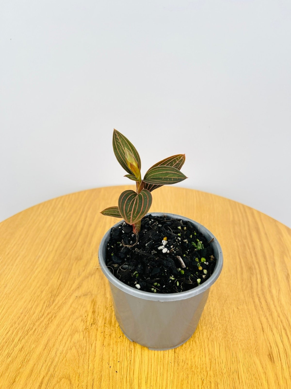 Ludisia Discolor | Uprooted