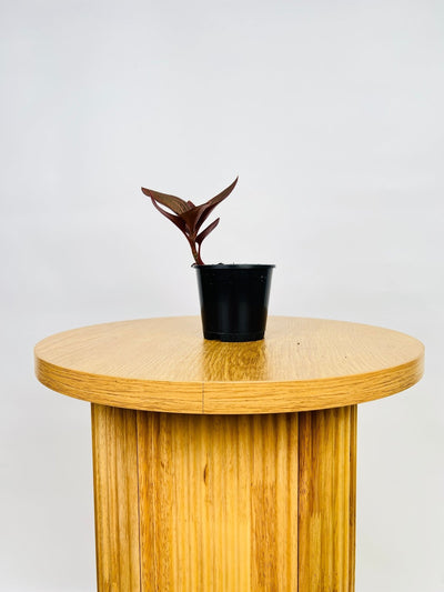 Ludisia Discolor Spiderman | Uprooted