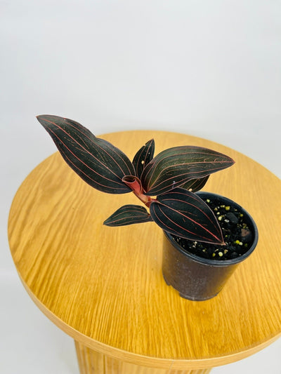 Ludisia Discolor | Uprooted