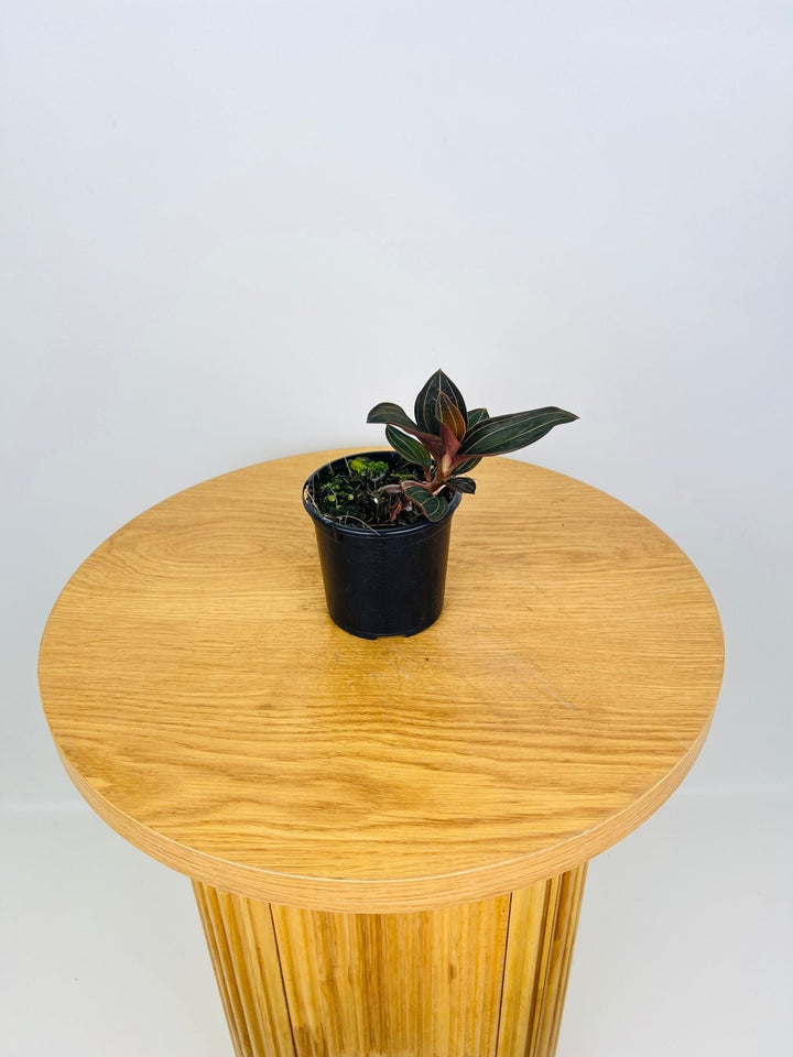 Ludisia Discolor | Uprooted