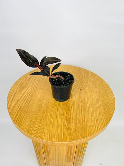 Ludisia Discolor | Uprooted