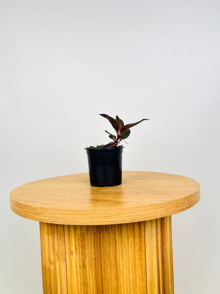 Ludisia Discolor | Uprooted