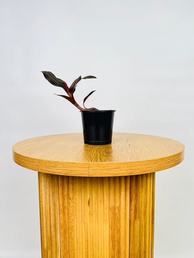 Ludisia Discolor | Uprooted