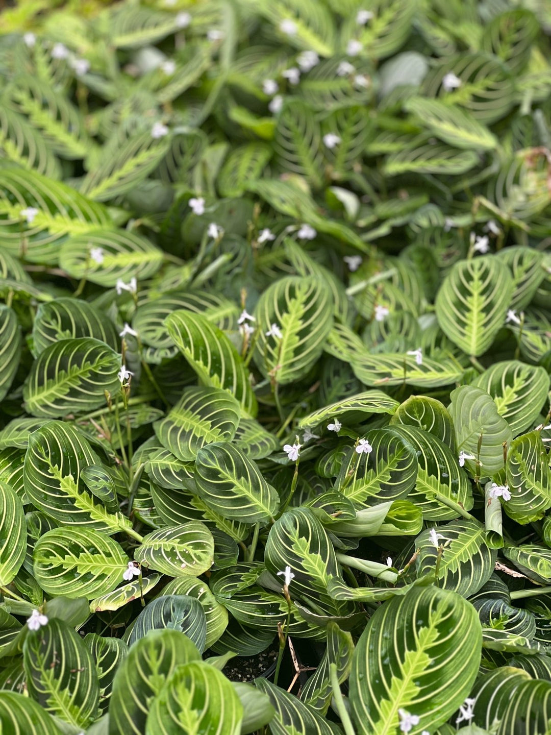 prayer plant australia Maranta Leuconeura - Lemon Lime | Uprooted