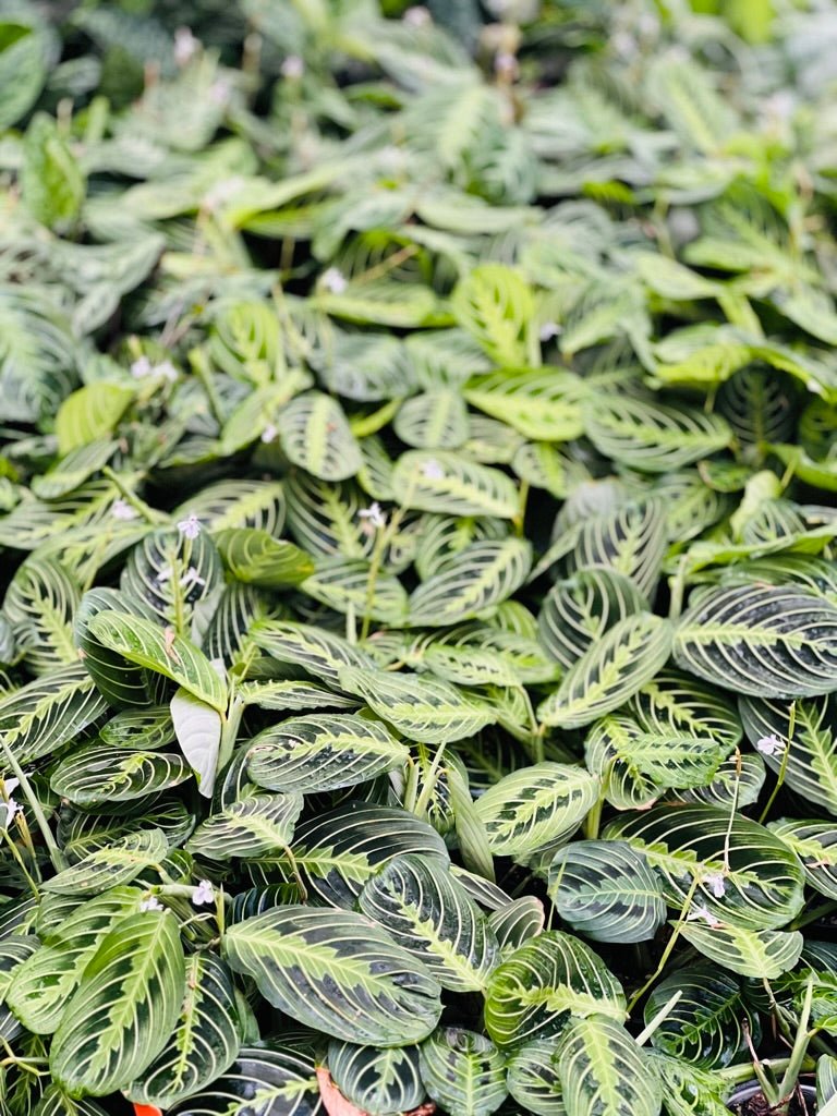 prayer plants in the wild Maranta Leuconeura - Lemon Lime | Uprooted