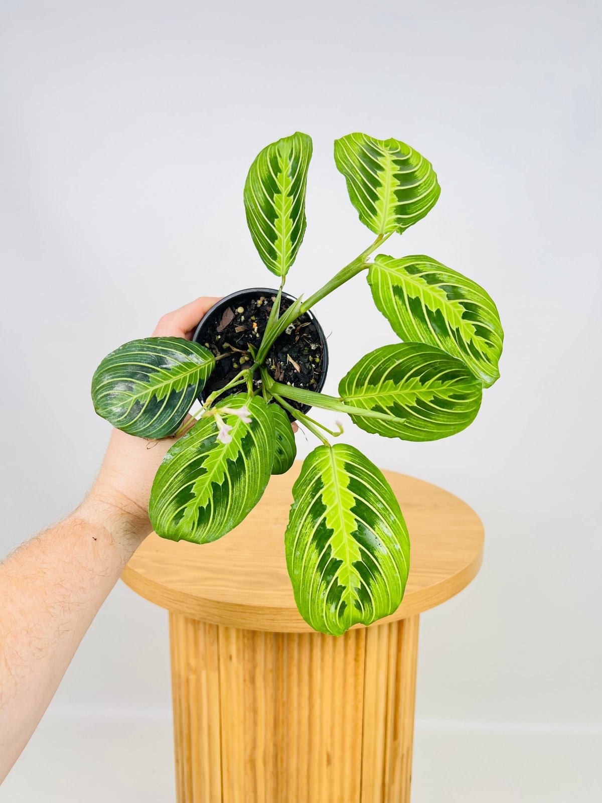 Maranta Leuconeura Lemon Lime | Uprooted