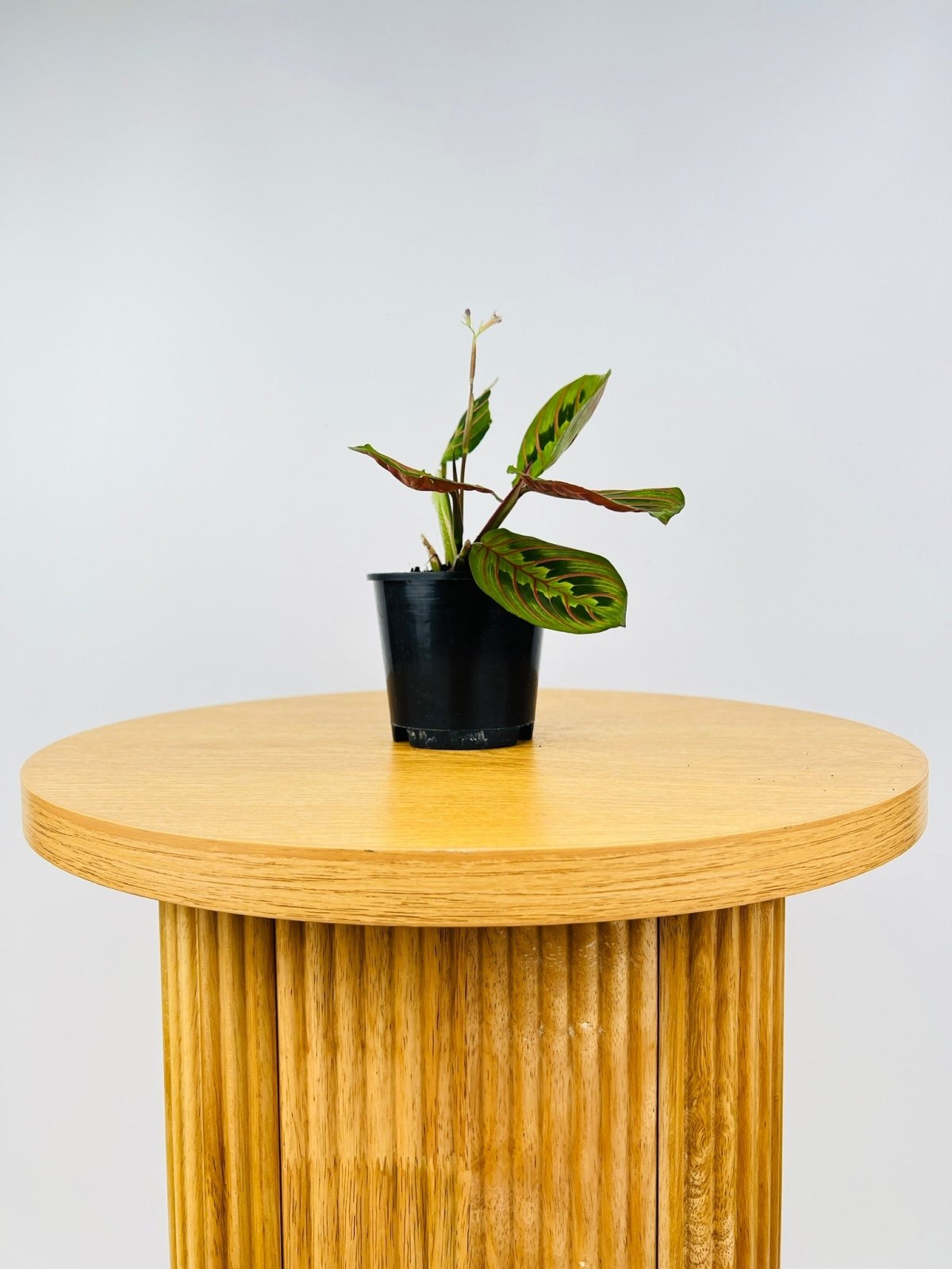 Maranta Leuconeura Red Vein | Uprooted