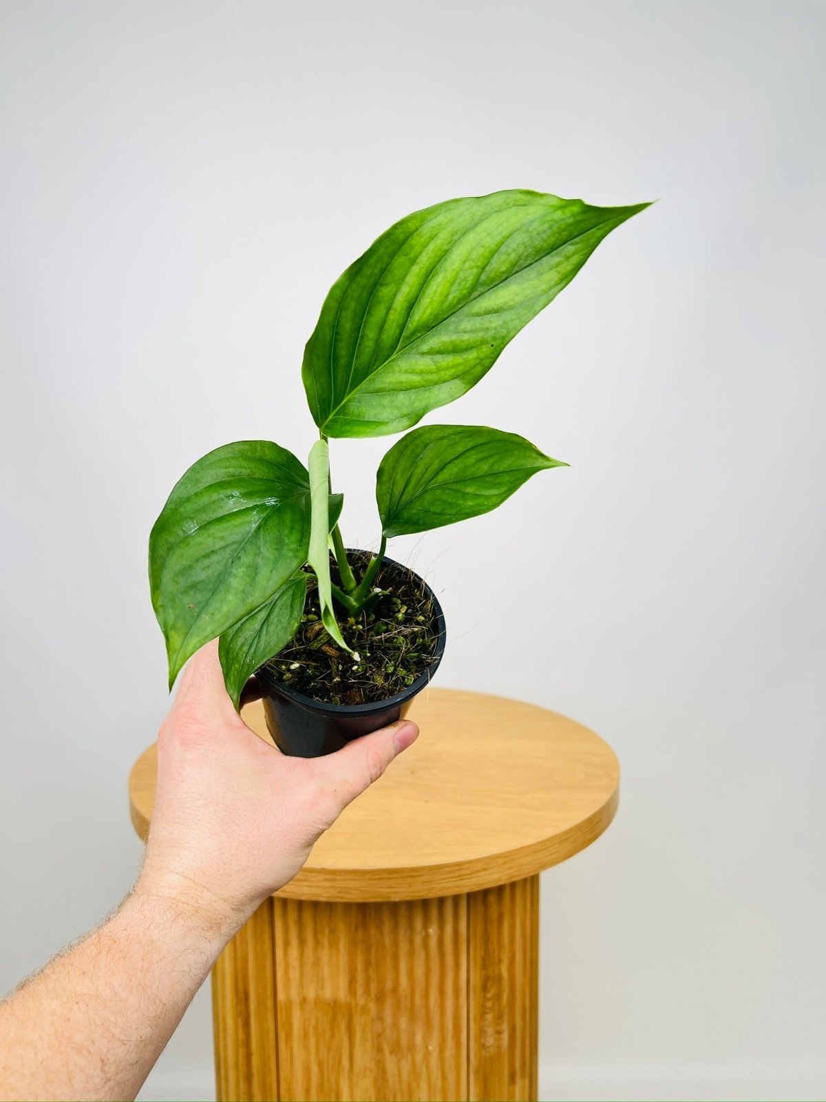 Monstera Acacoyaguensis | Uprooted | Buy Plants Online Australia
