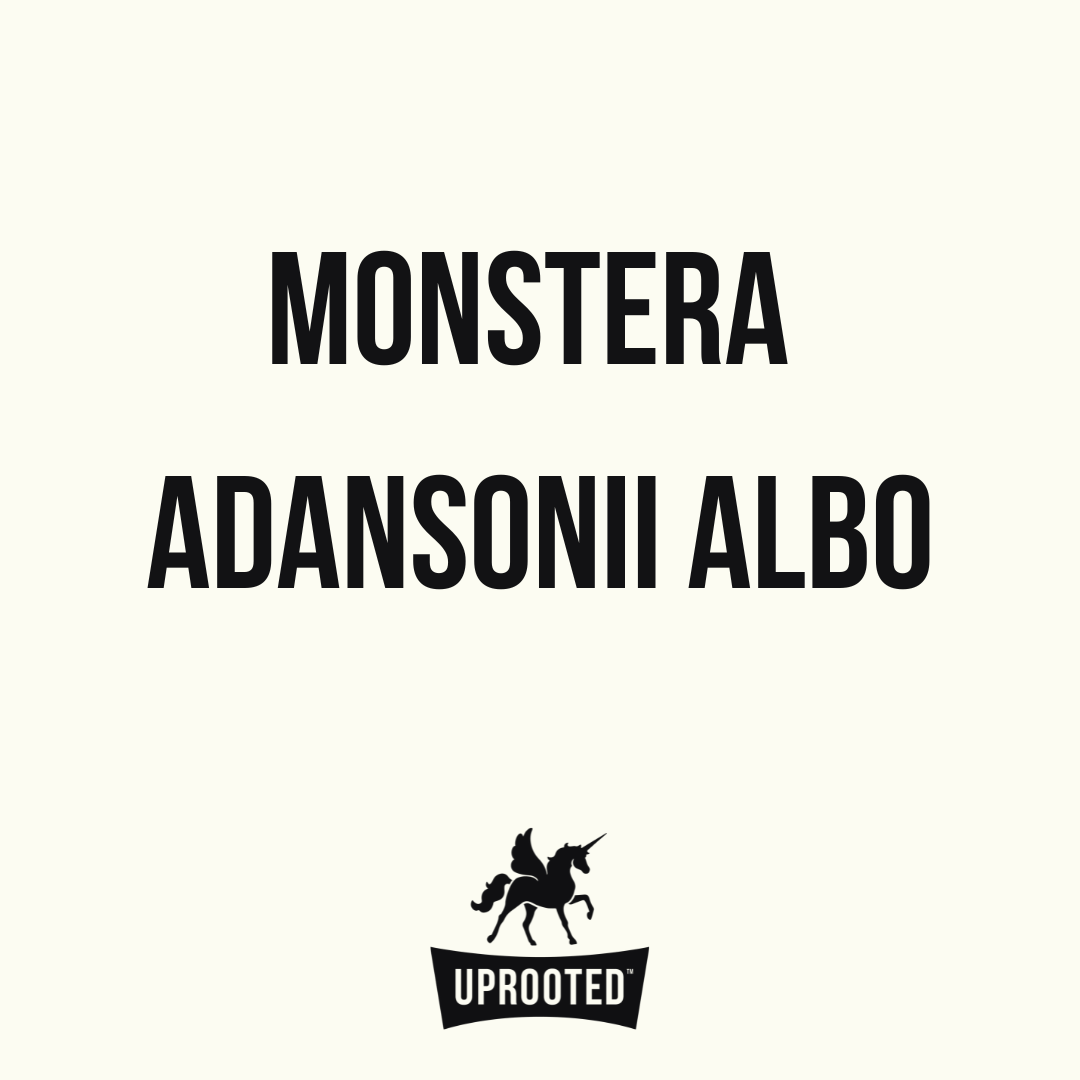 Monstera Adansonii Variegated Albo | Uprooted