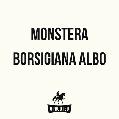Monstera Borsigiana Variegated Albo | Uprooted