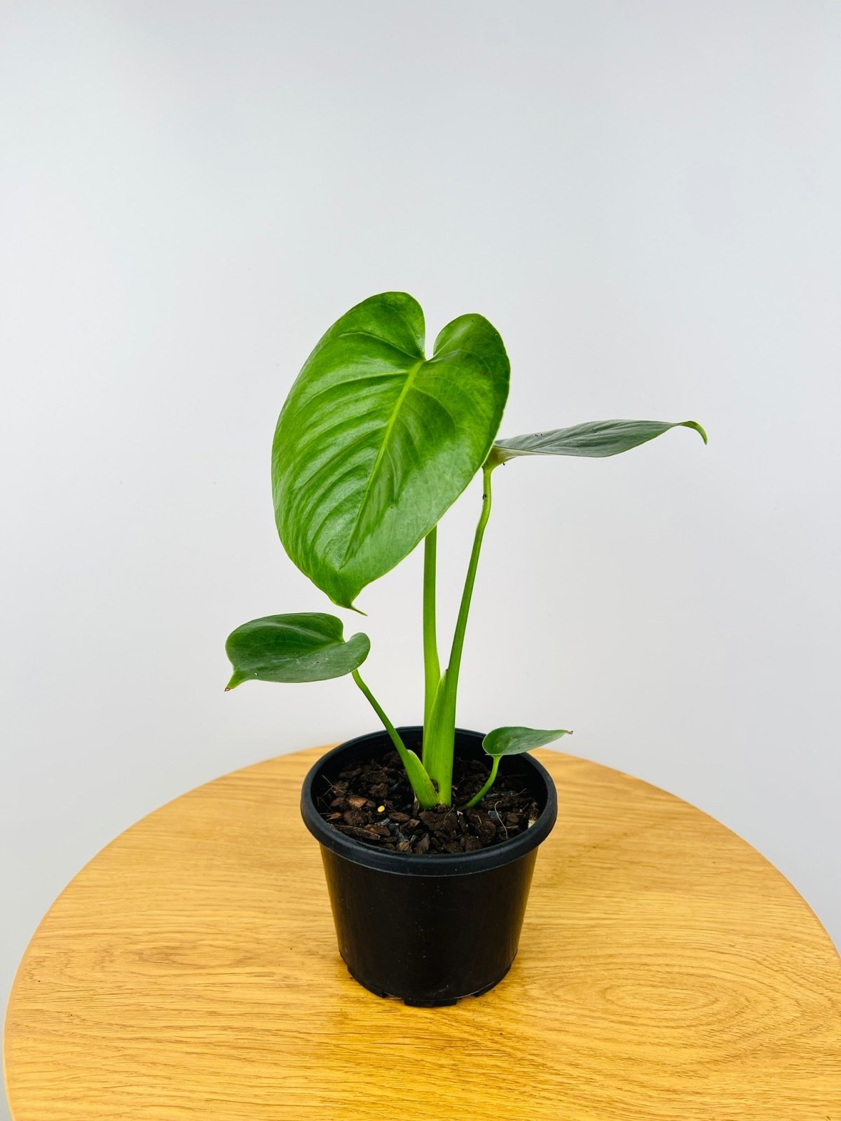 Monstera Deliciosa | Uprooted