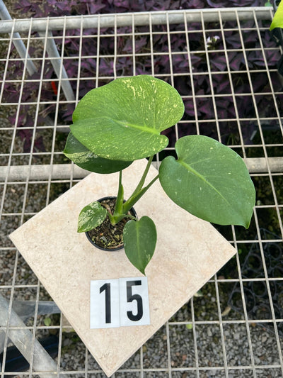 Monstera Deliciosa Mint | Uprooted