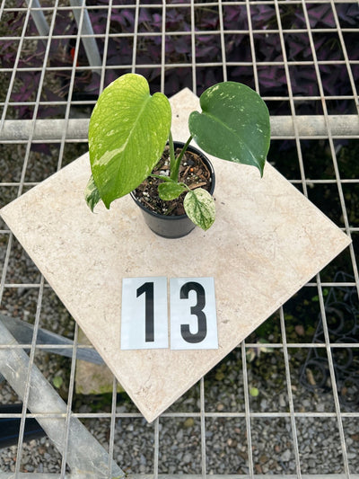 Monstera Deliciosa Mint | Uprooted