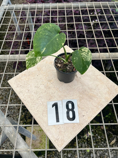 Monstera Deliciosa Mint | Uprooted