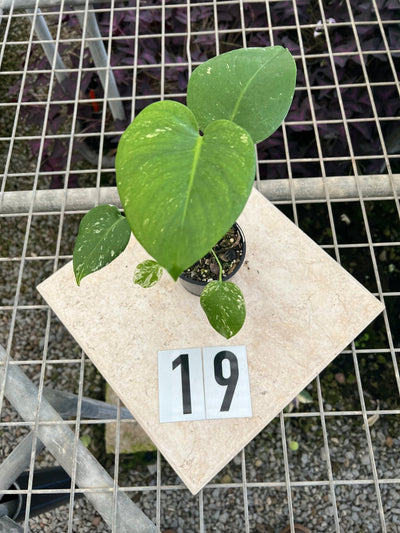 Monstera Deliciosa Mint | Uprooted