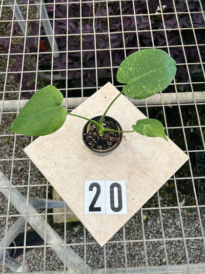 Monstera Deliciosa Mint | Uprooted