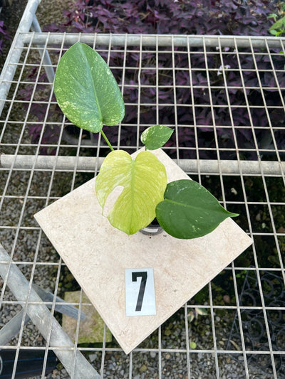 Monstera Deliciosa Mint | Uprooted