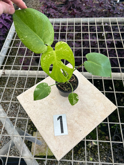Monstera Deliciosa Mint | Uprooted