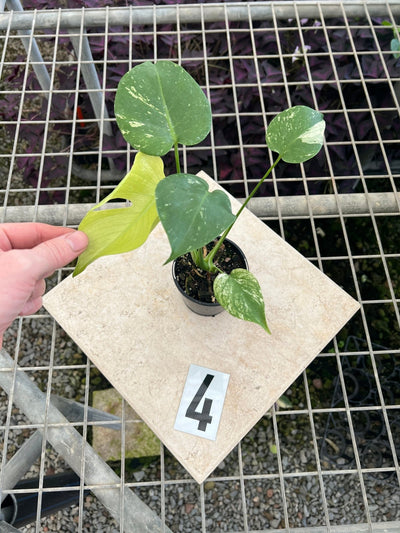Monstera Deliciosa Mint | Uprooted