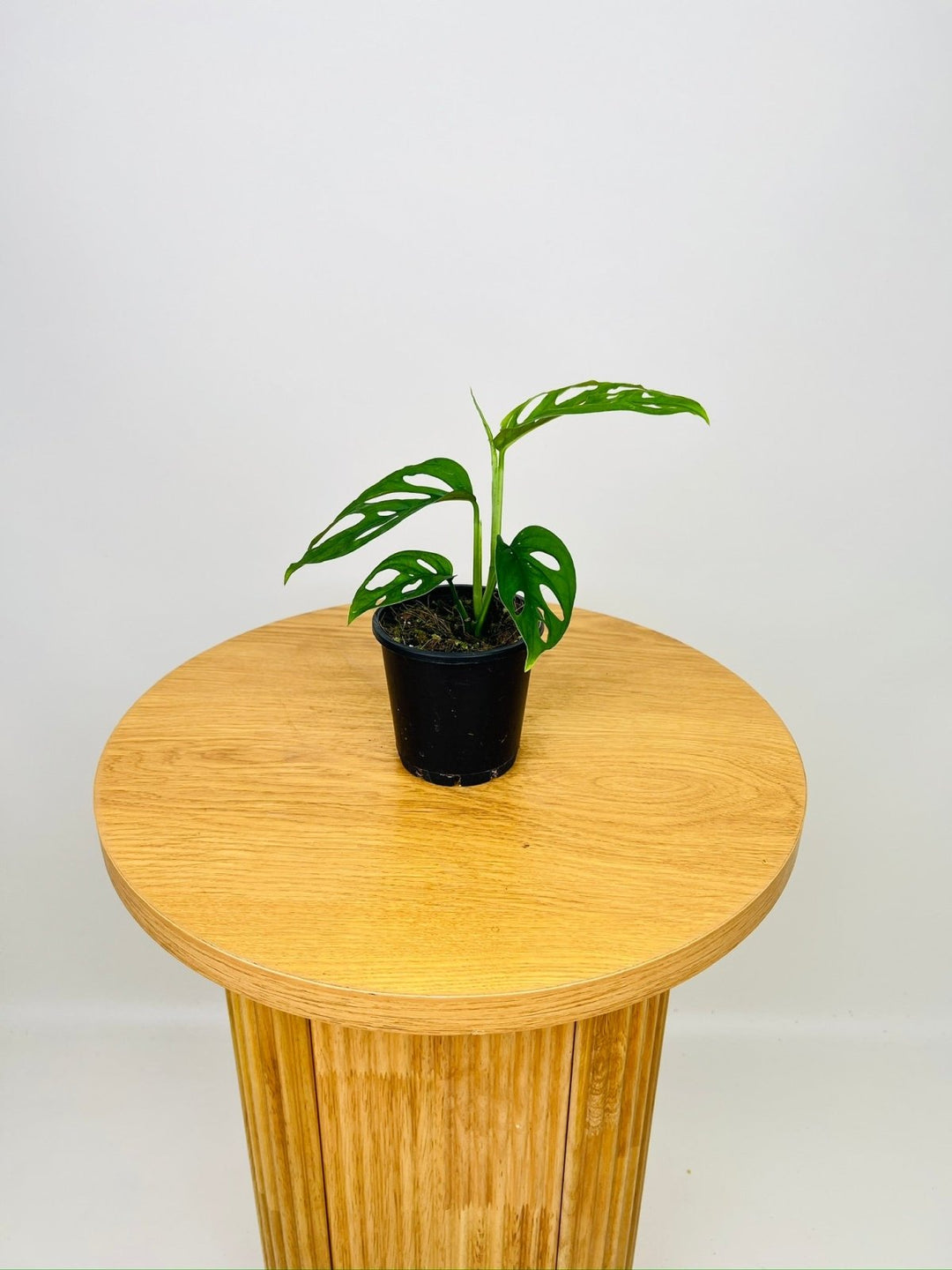 monstera adansonii esqueleto Monstera Esqueleto | Uprooted