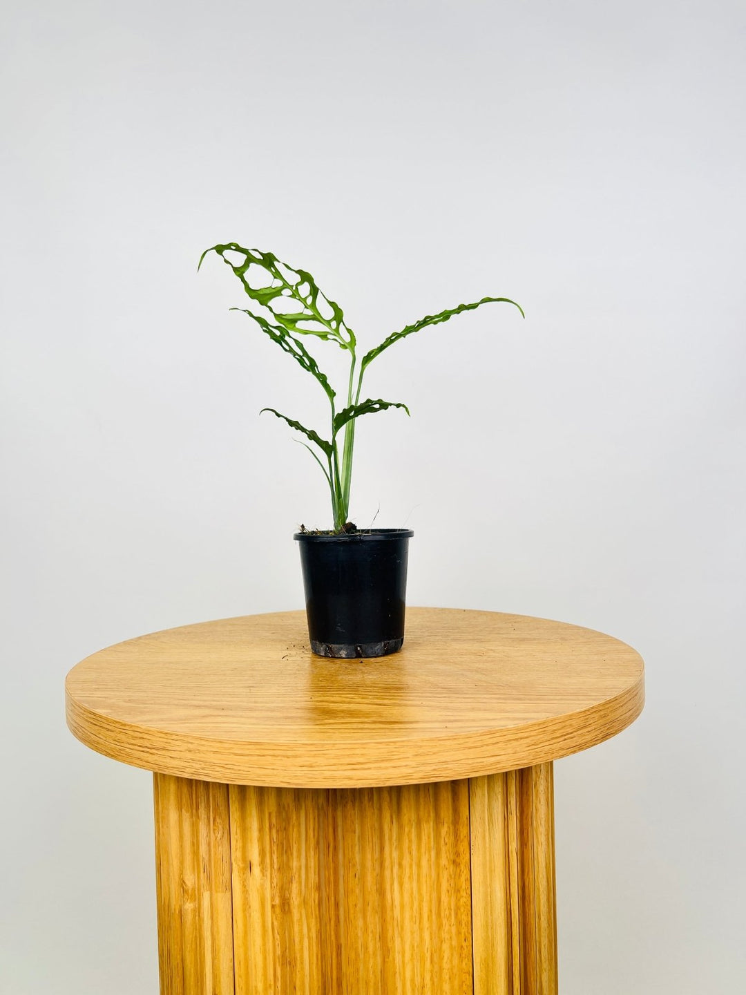monstera obliqua plant for sale Monstera Obliqua - Peru | Uprooted