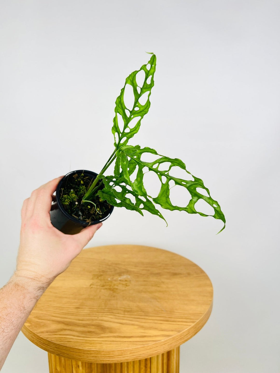 monstera obliqua peru big Monstera Obliqua - Peru | Uprooted