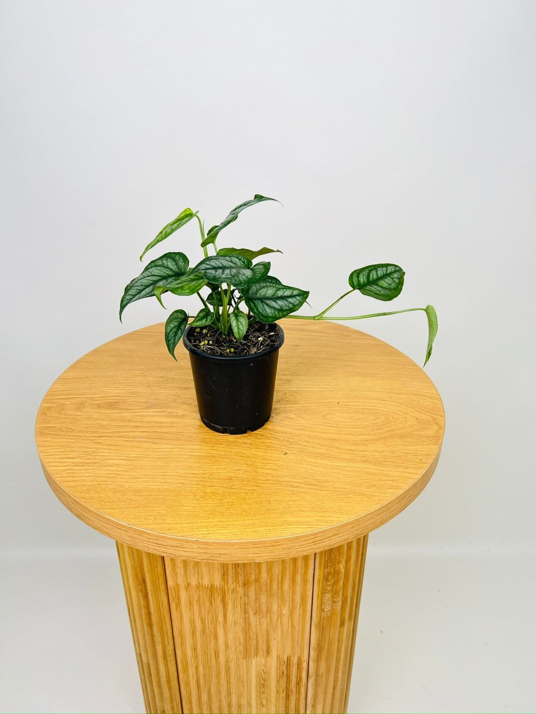 monstera siltepecana philodendron Monstera Siltepecana | Uprooted