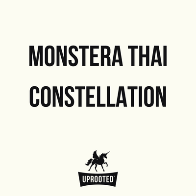 Monstera Thai Constellation | Uprooted