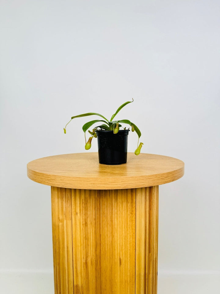 Nepenthes Alata | Uprooted