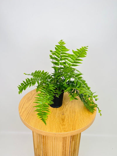 Nephrolepis Biserrata - Macho Fern | Uprooted