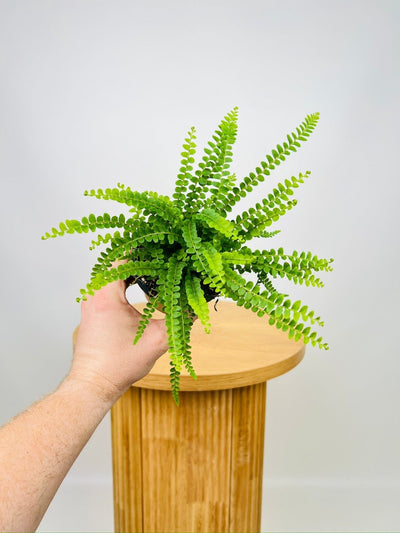 Nephrolepis Cordifolia - Duffi | Uprooted