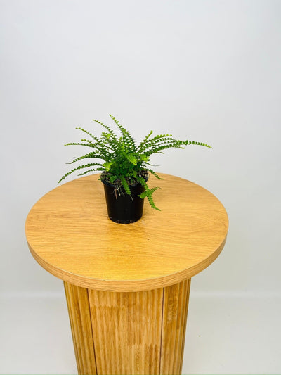 Nephrolepis Cordifolia - Duffi | Uprooted